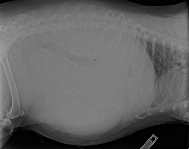 Daisy Xray